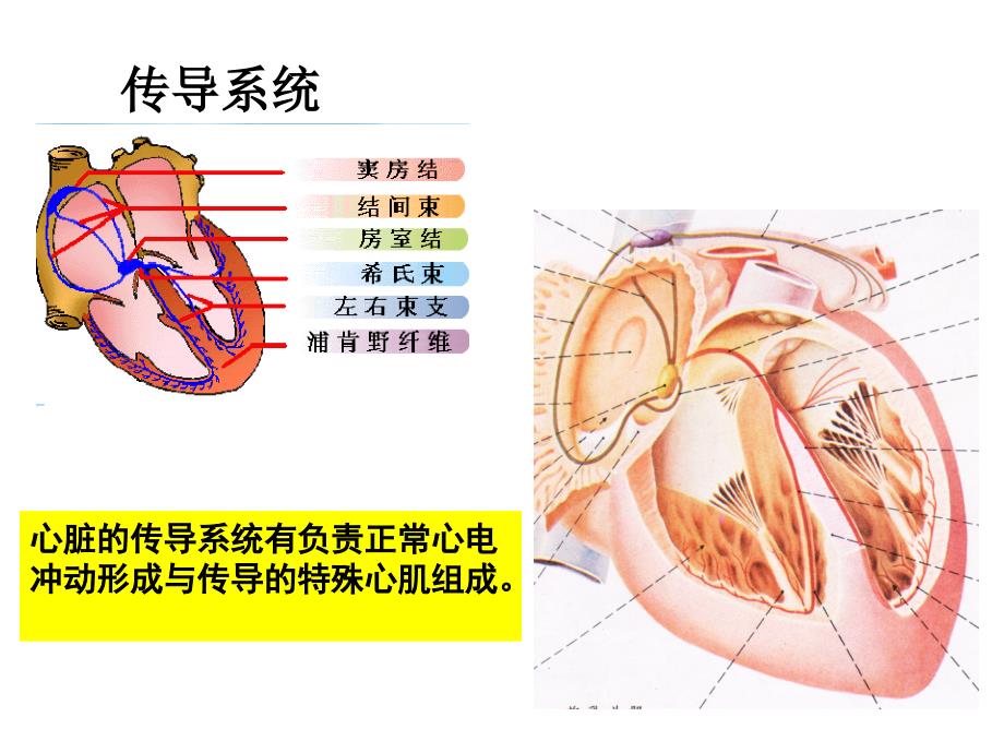 心律失常常见心电图的相关知识_第2页