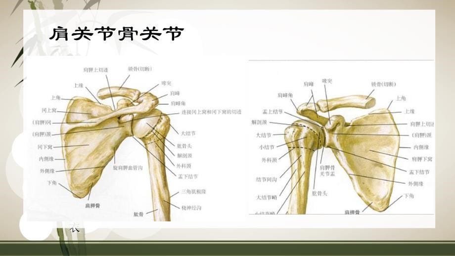 肩袖损伤术后的康复_第5页