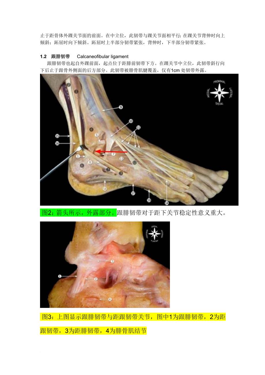 踝关节韧带解剖.doc_第2页