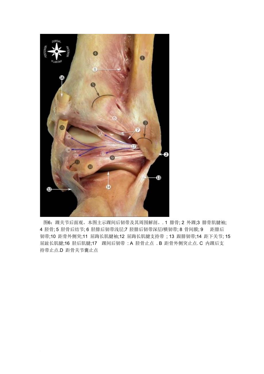 踝关节韧带解剖.doc_第4页