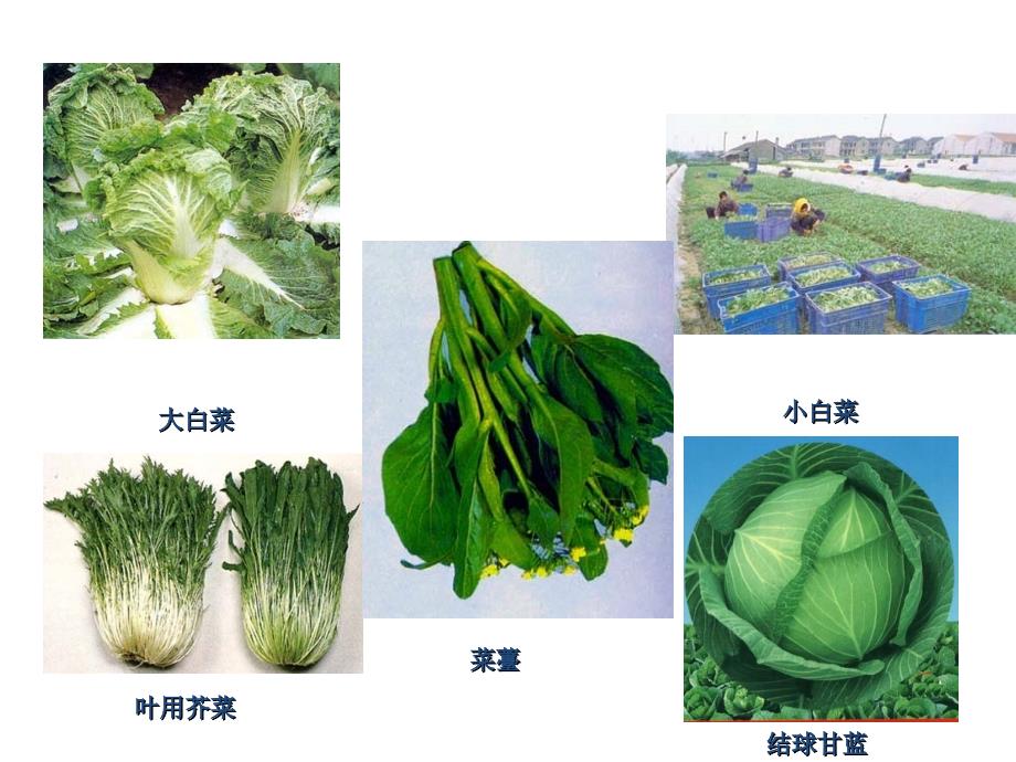 三蔬菜农业生物学分类法资料_第4页