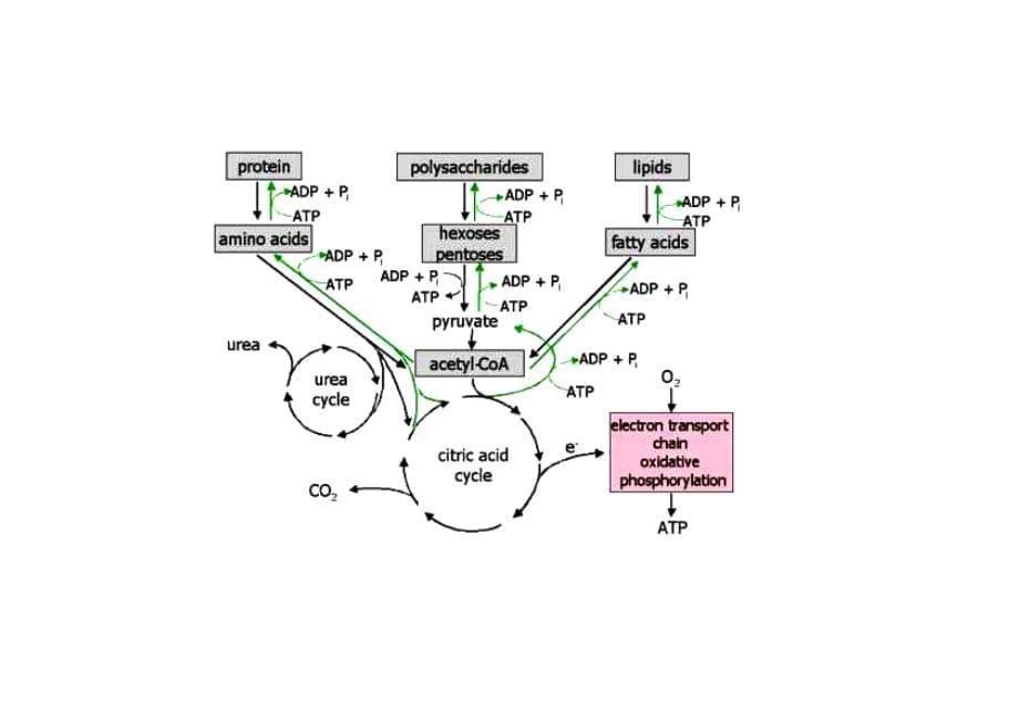 生物化学中三大物质代谢联系图.doc_第5页