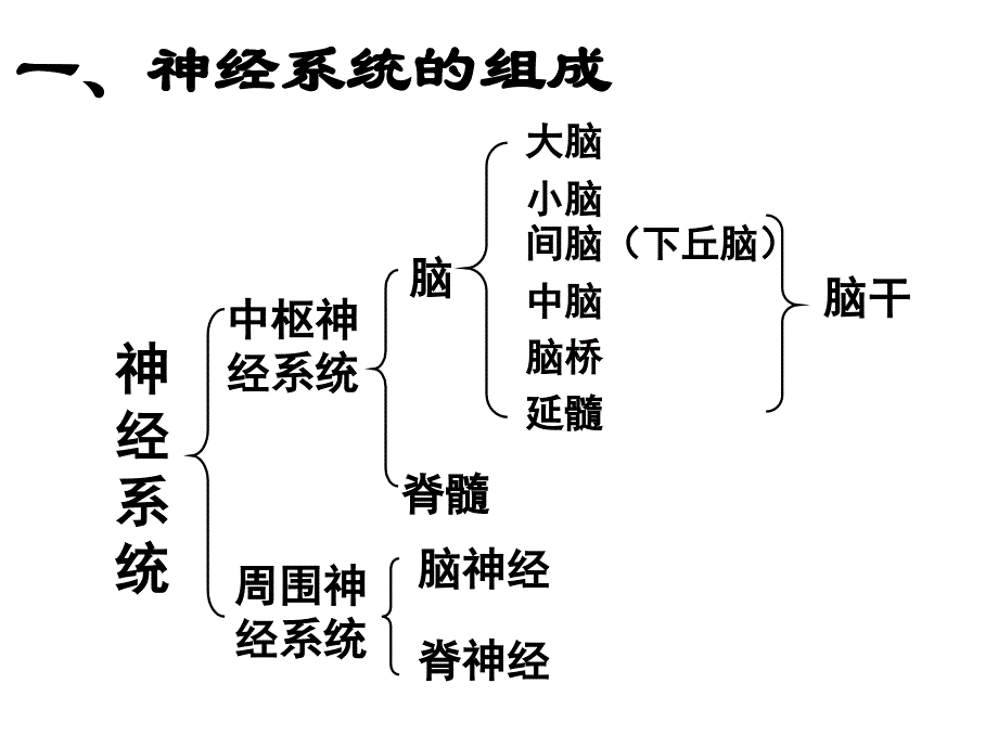 第二章--神经系统的结构与功能_第3页