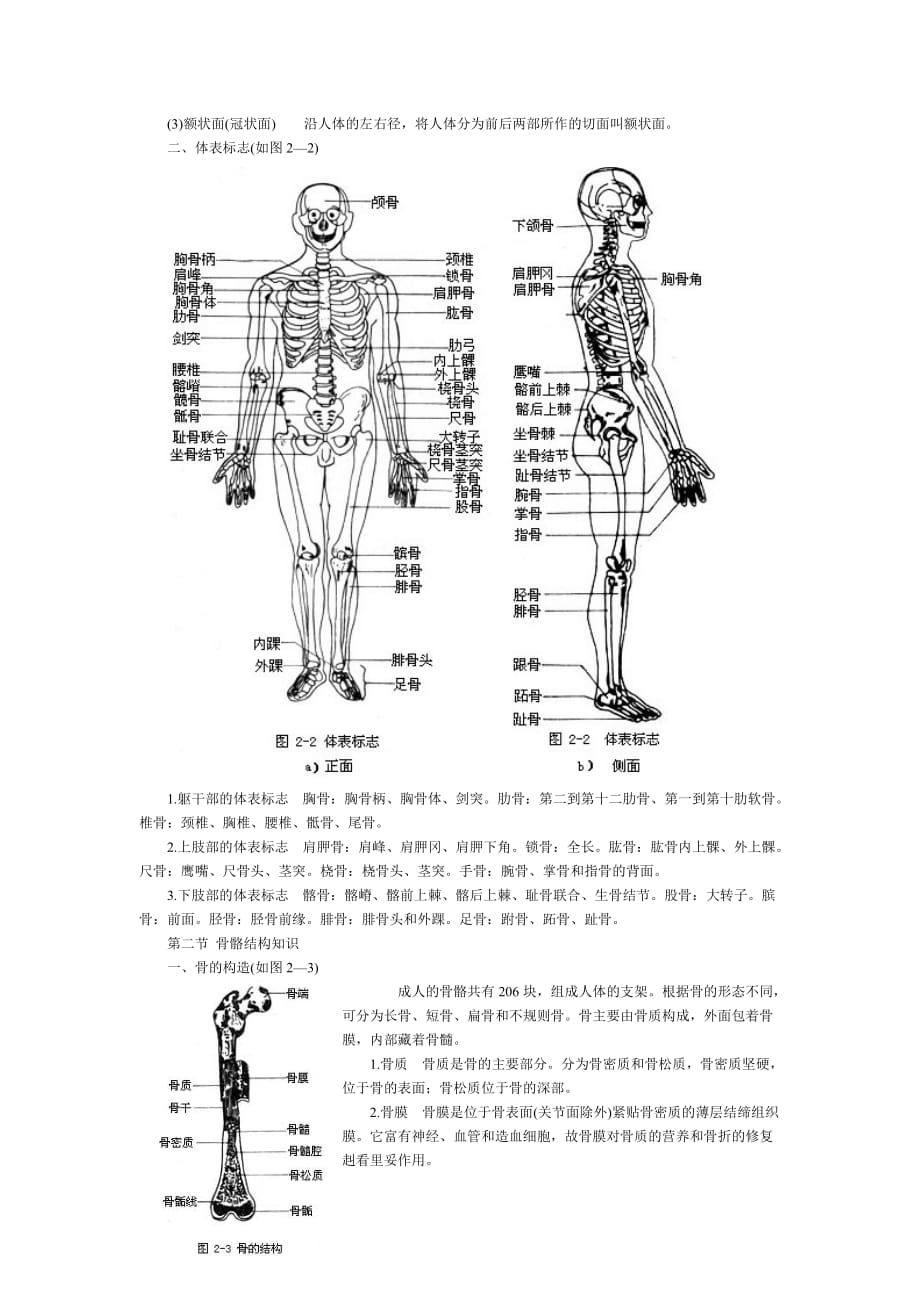 人体骨骼解剖资料_第2页