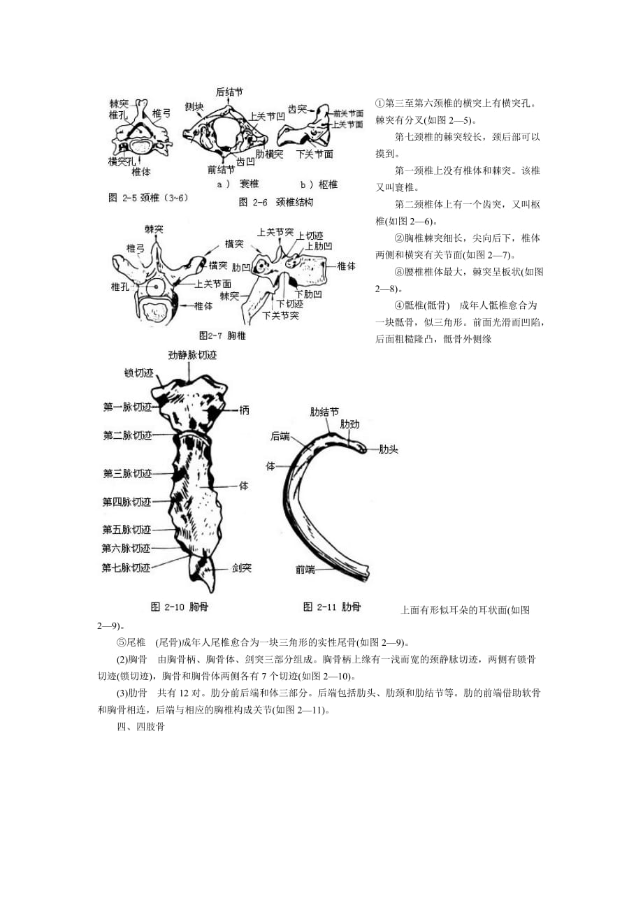 人体骨骼解剖资料_第4页