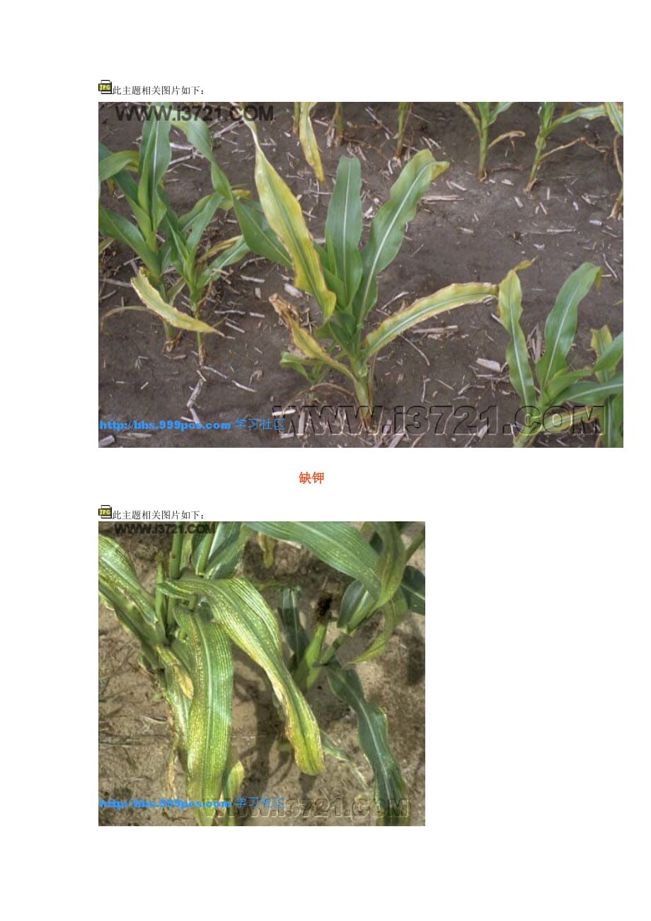 玉米病虫害及缺素图片.doc_第2页