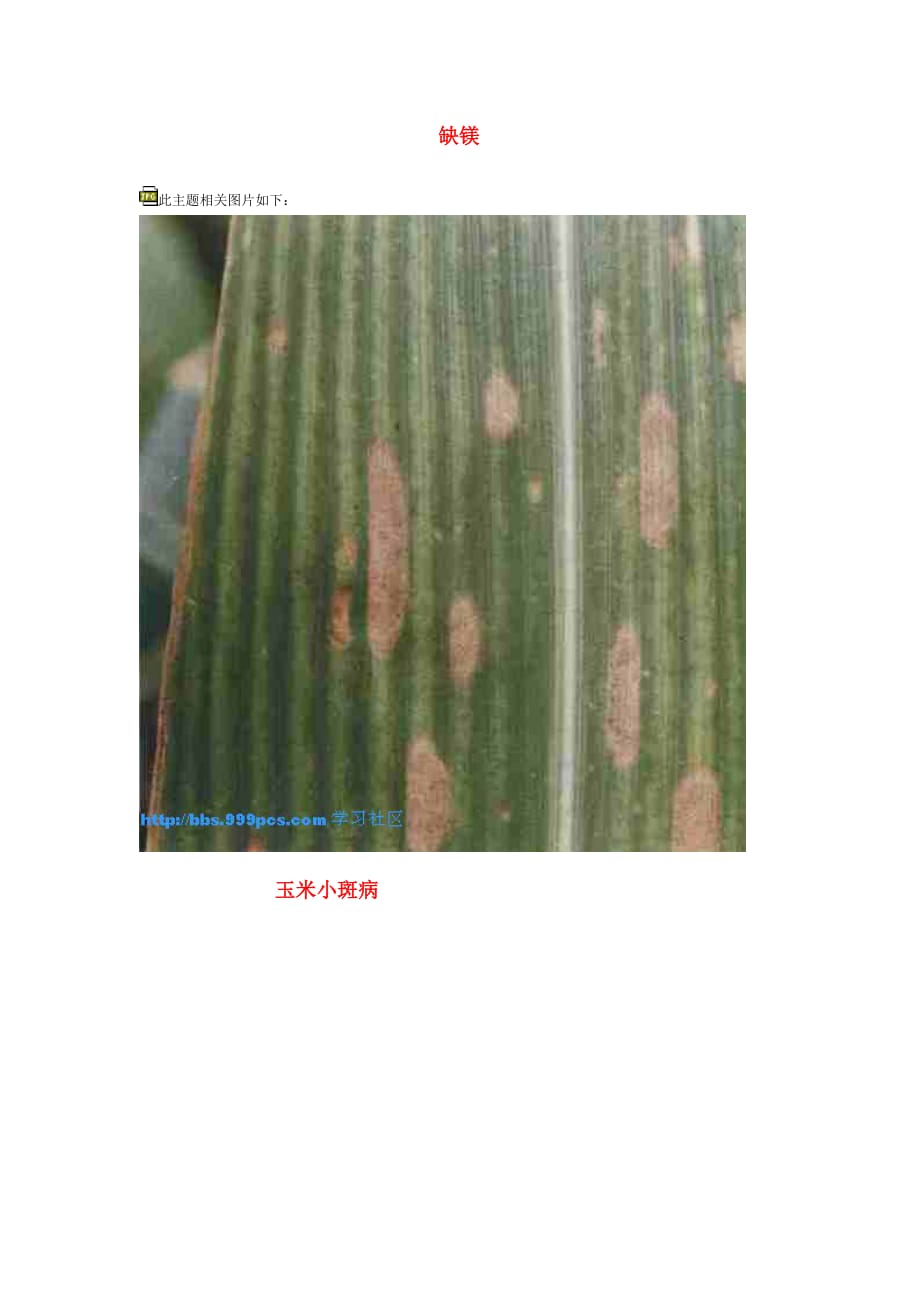 玉米病虫害及缺素图片.doc_第3页