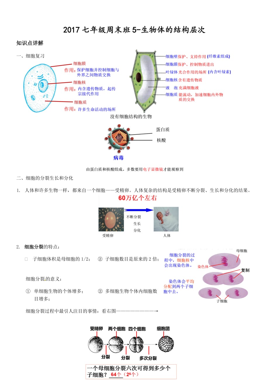 浙教版科学七年级上第二章生物体的结构层次.doc_第1页