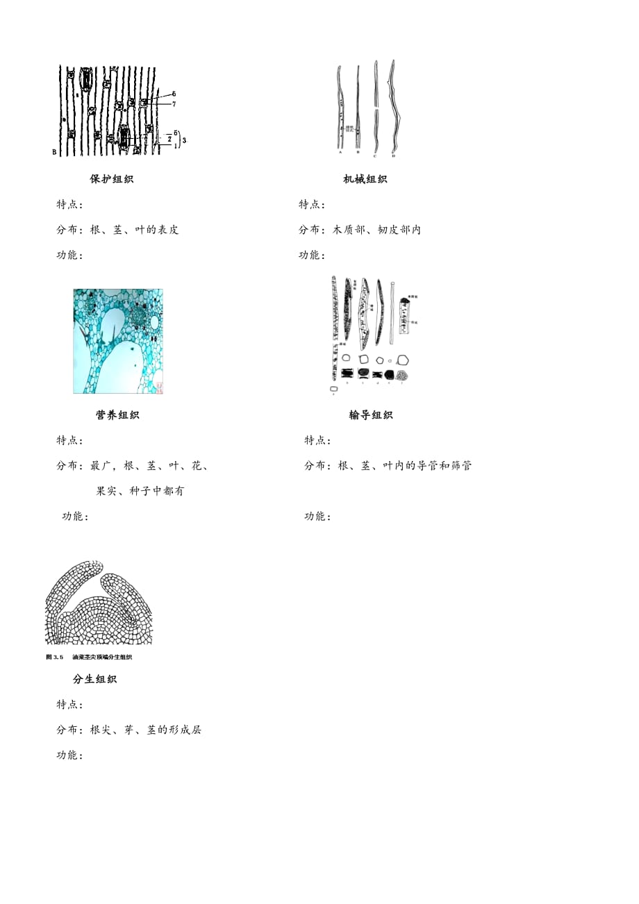 浙教版科学七年级上第二章生物体的结构层次.doc_第4页