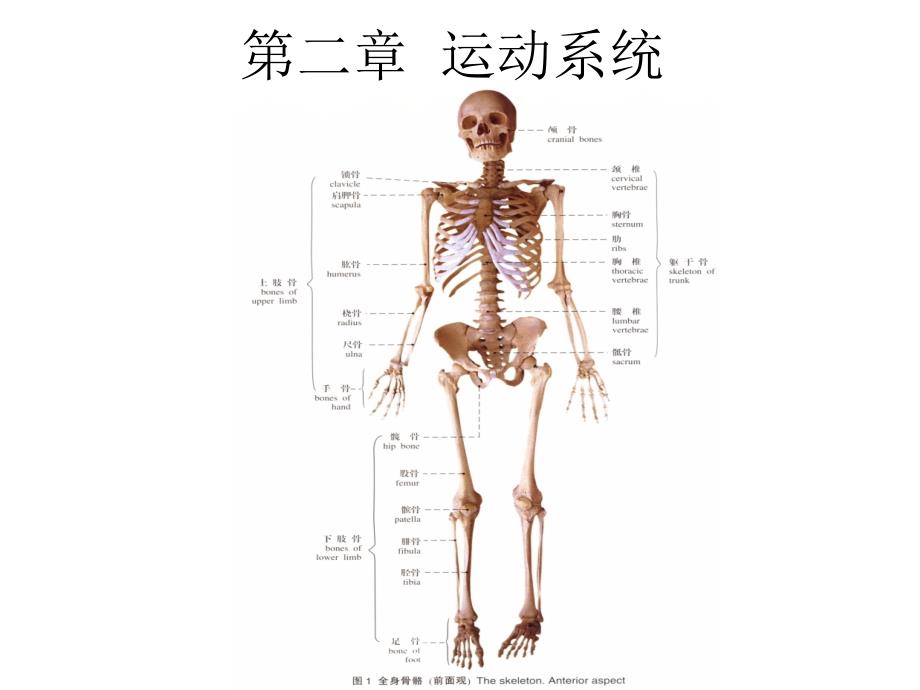 人体解剖学课件第二章运动系统资料_第1页