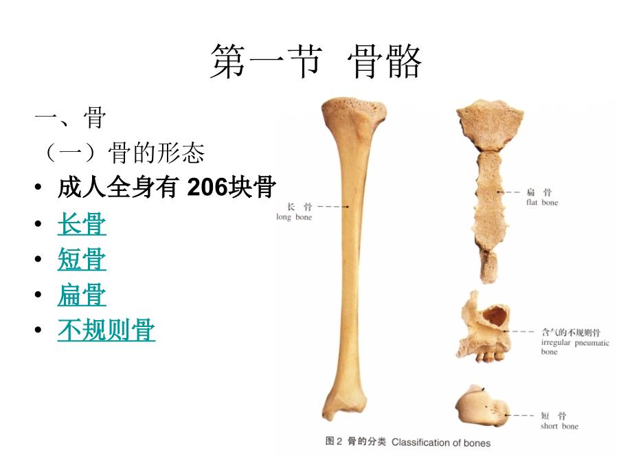 人体解剖学课件第二章运动系统资料_第2页