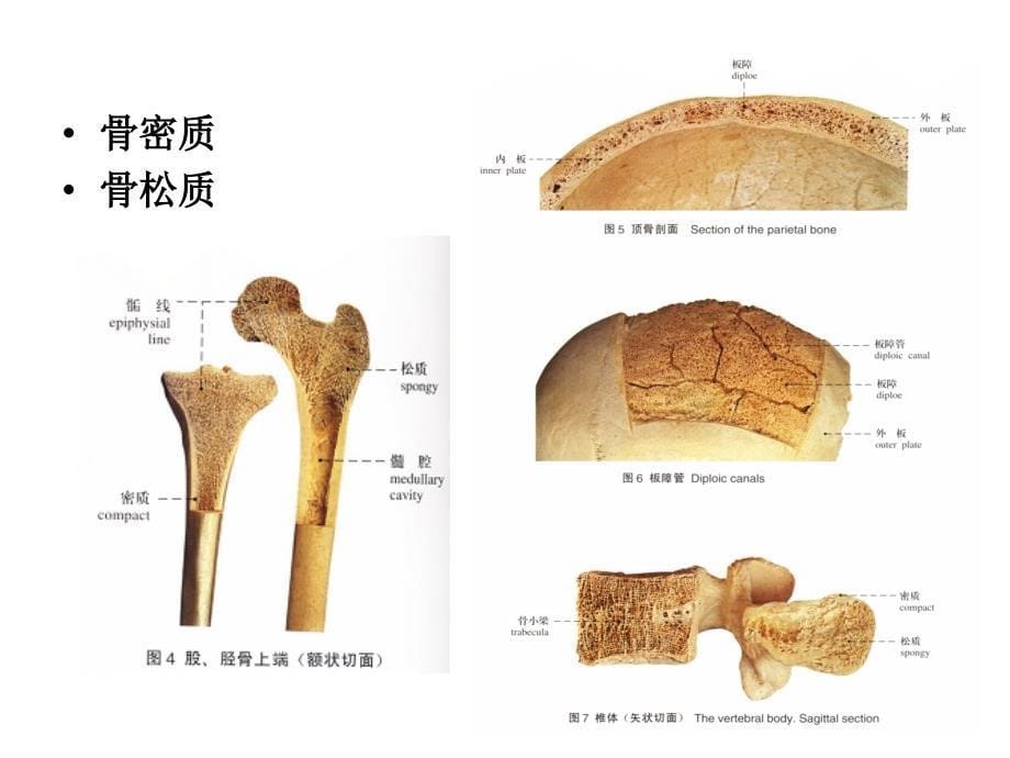 人体解剖学课件第二章运动系统资料_第5页