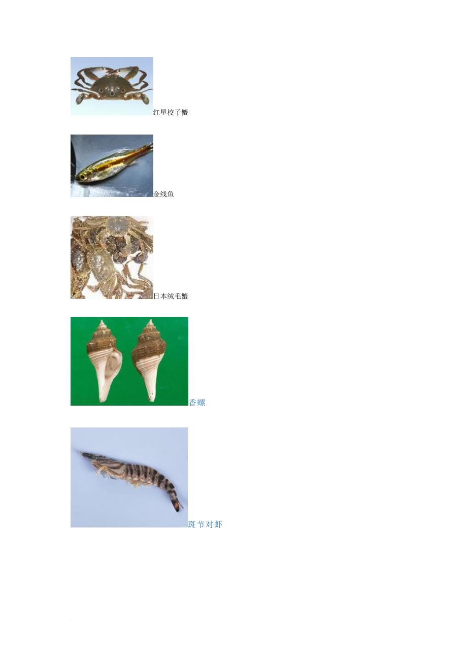 海洋生物学海洋生物图片名称.doc_第2页