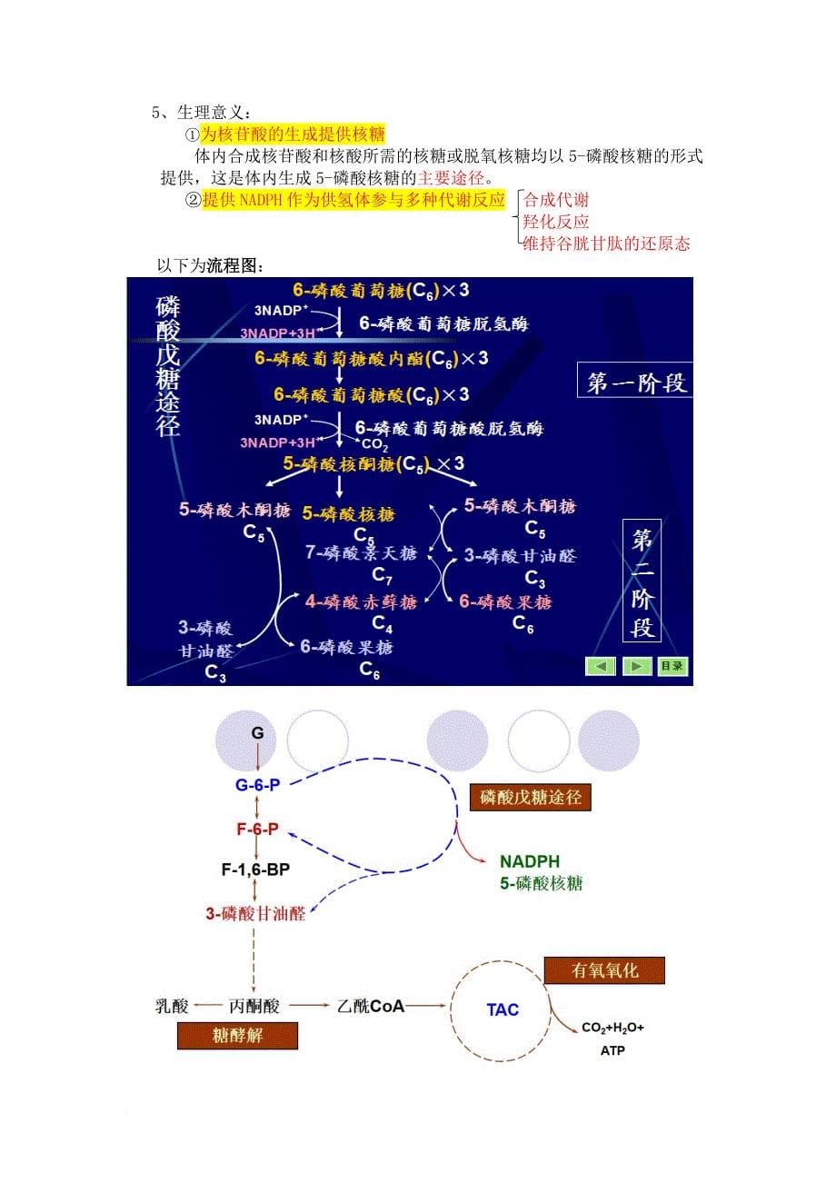 生物化学糖代谢知识点总结.doc_第5页