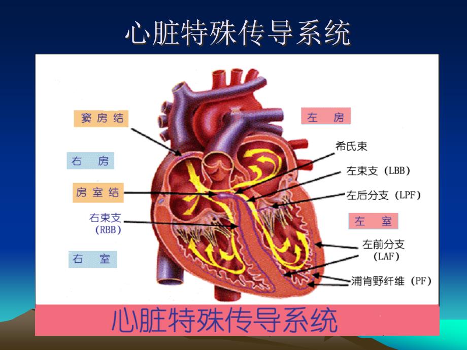 心电传导异常资料_第2页