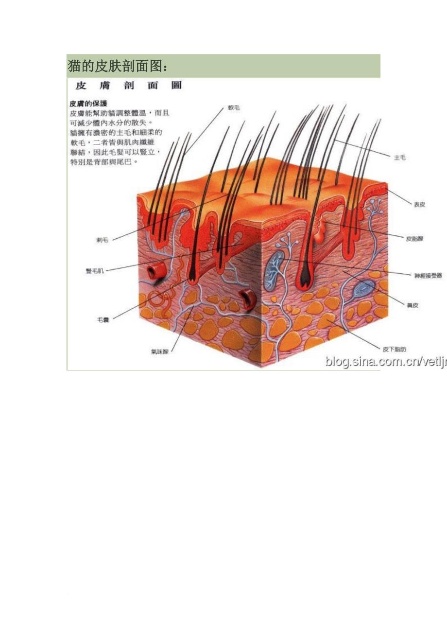 猫的解剖结构和生理习性.doc_第4页