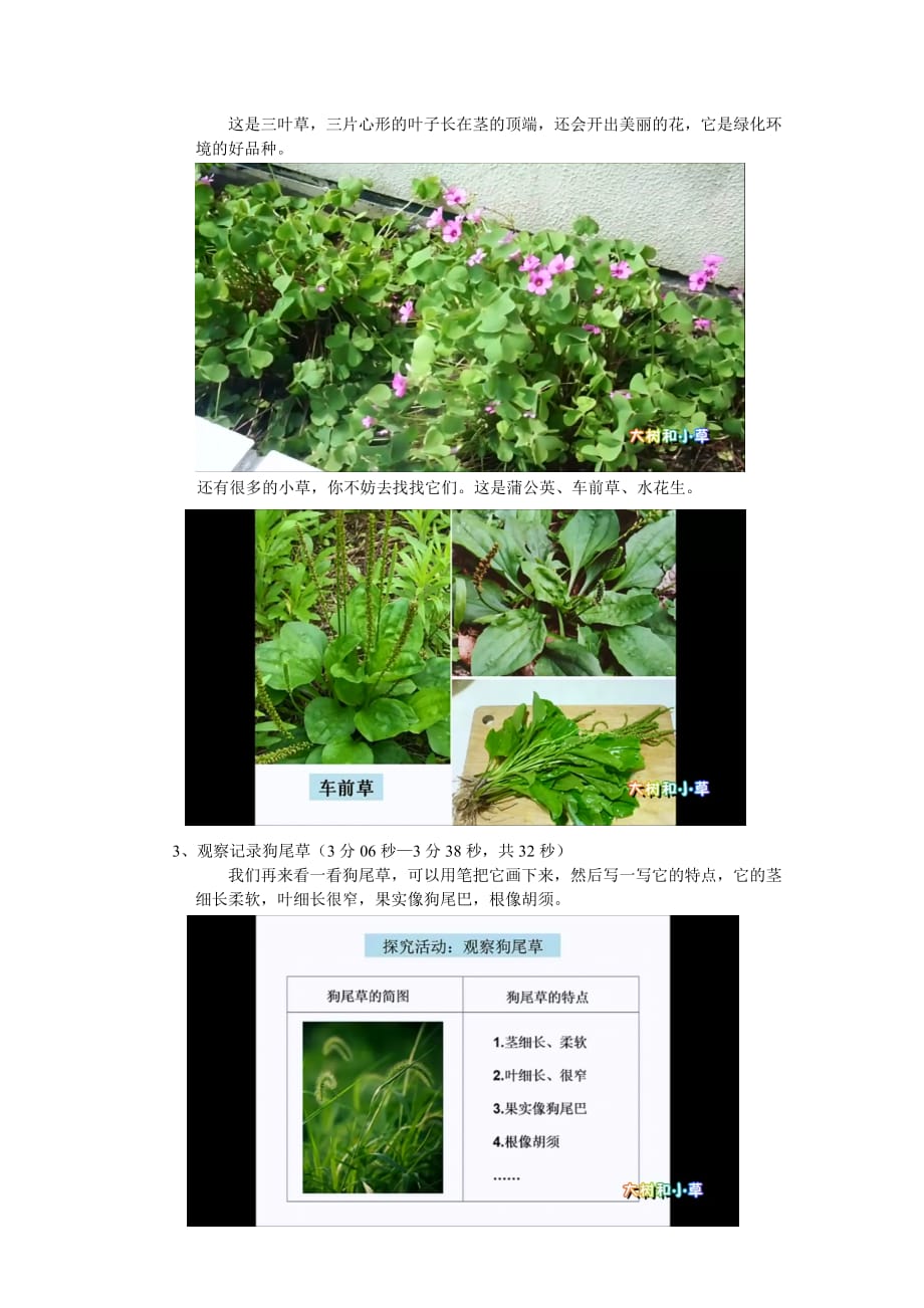 小学科学微课解读-大树和小草 通用版_第4页