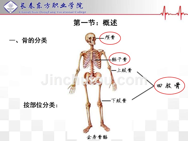 正常人体结构骨与骨连结资料_第2页