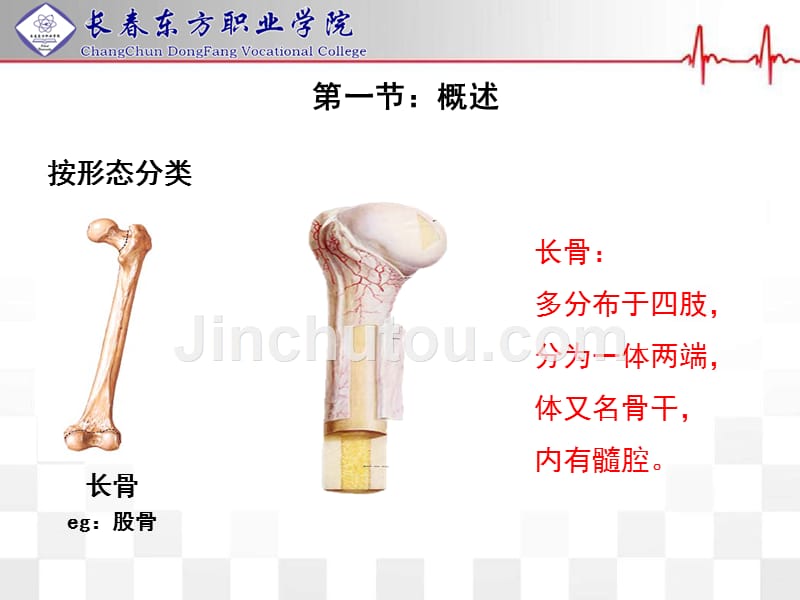 正常人体结构骨与骨连结资料_第4页