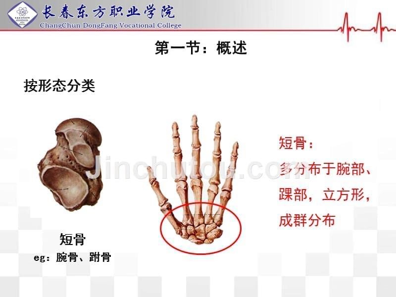 正常人体结构骨与骨连结资料_第5页