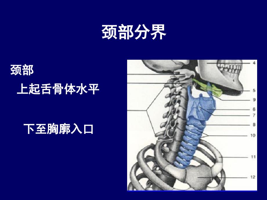 颈部ct断层解剖资料_第2页