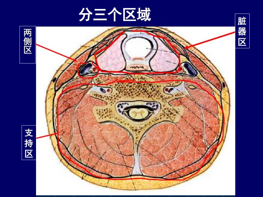 颈部ct断层解剖资料_第3页