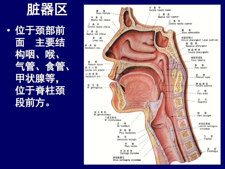 颈部ct断层解剖资料_第4页