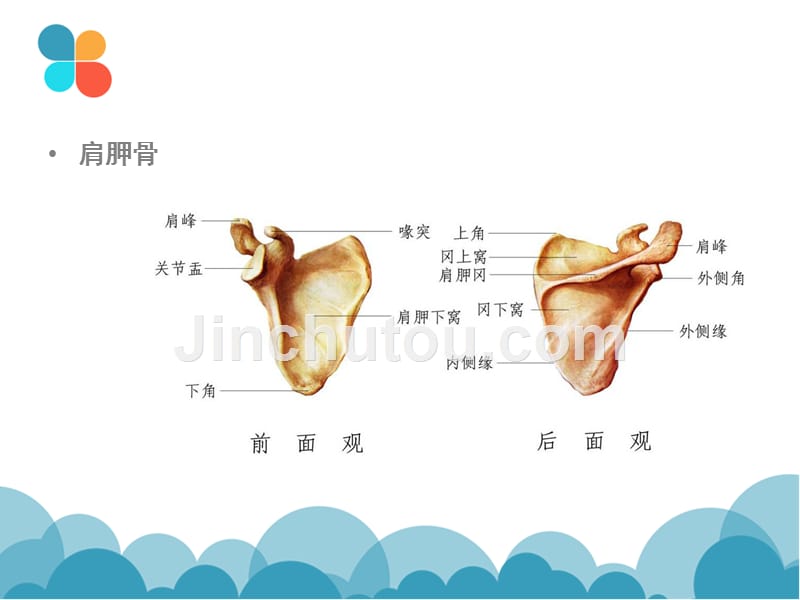 肩袖解剖ly_第4页