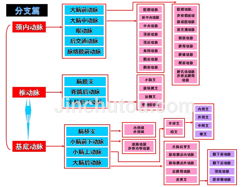 脑动脉分段分支与图解资料_第3页