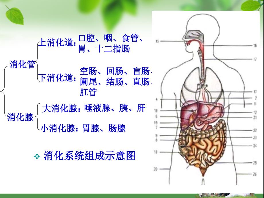 消化系统+案例分析资料_第2页