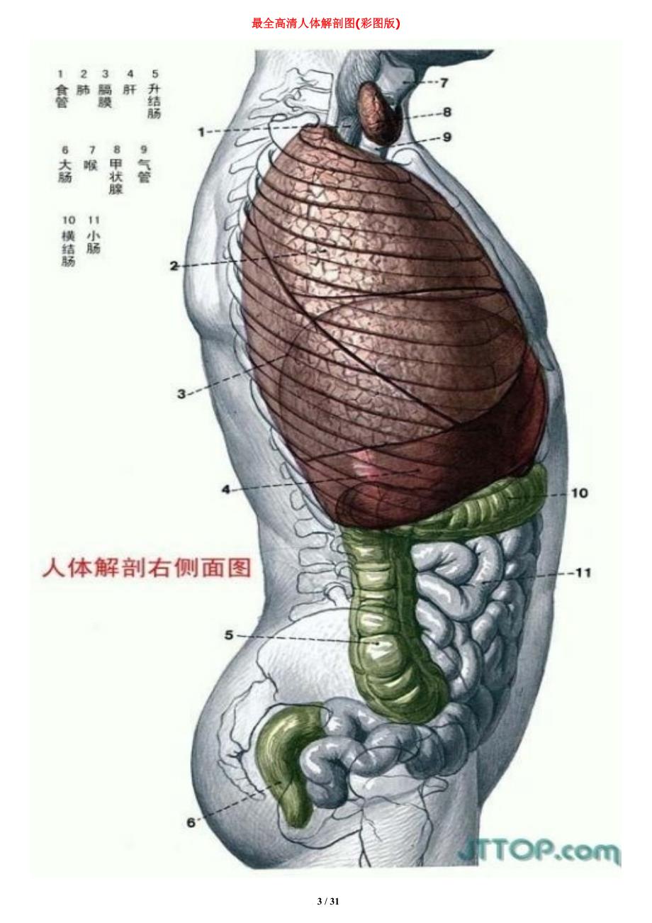 最全高清人体解剖图(彩图版).doc_第3页