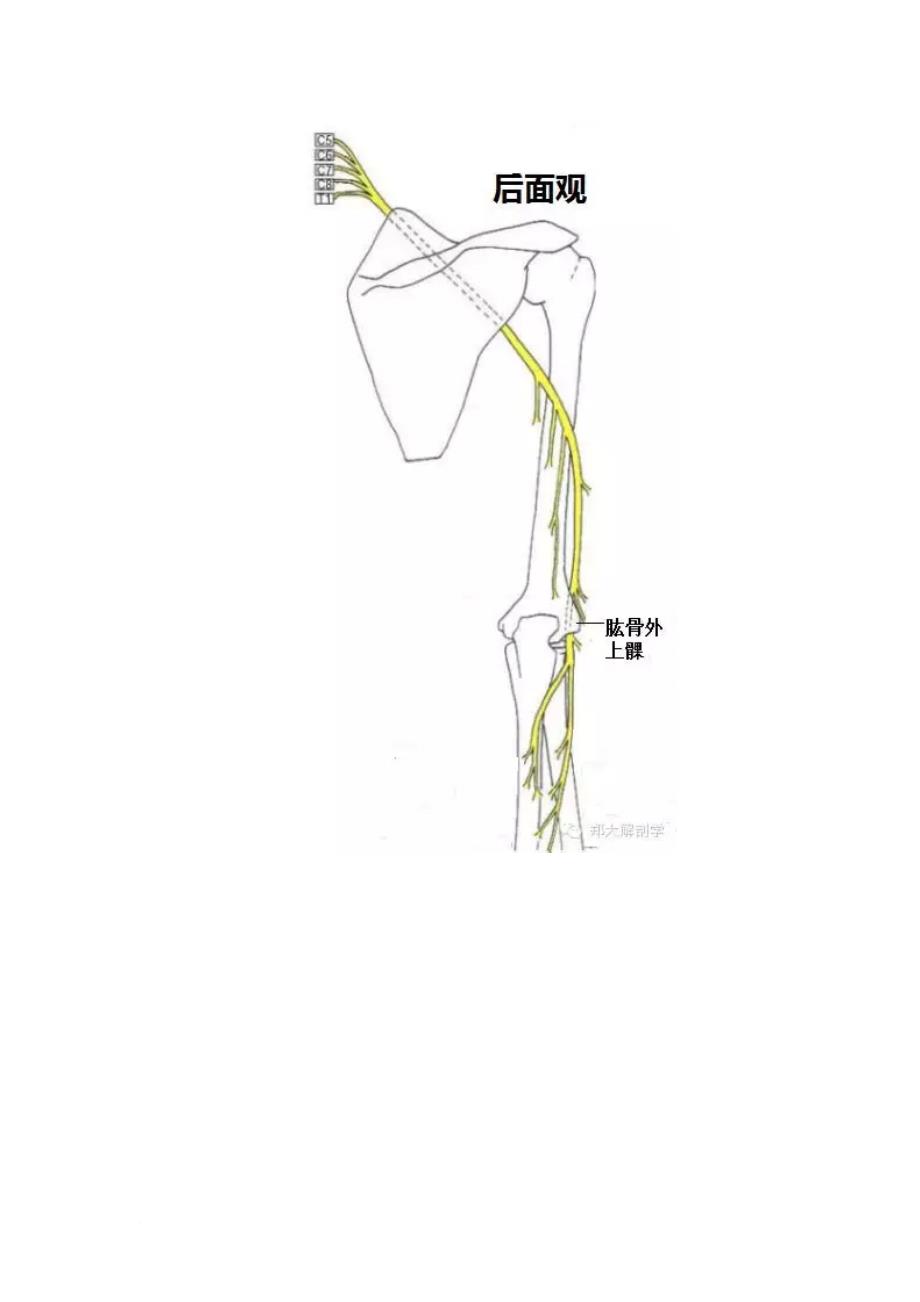 桡神经相关解剖和疾病.doc_第4页