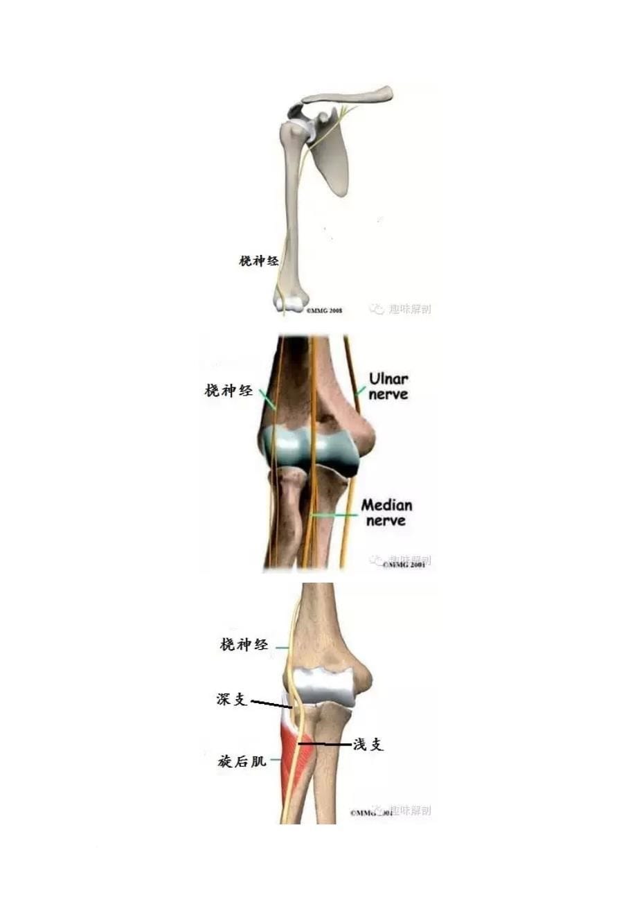 桡神经相关解剖和疾病.doc_第5页