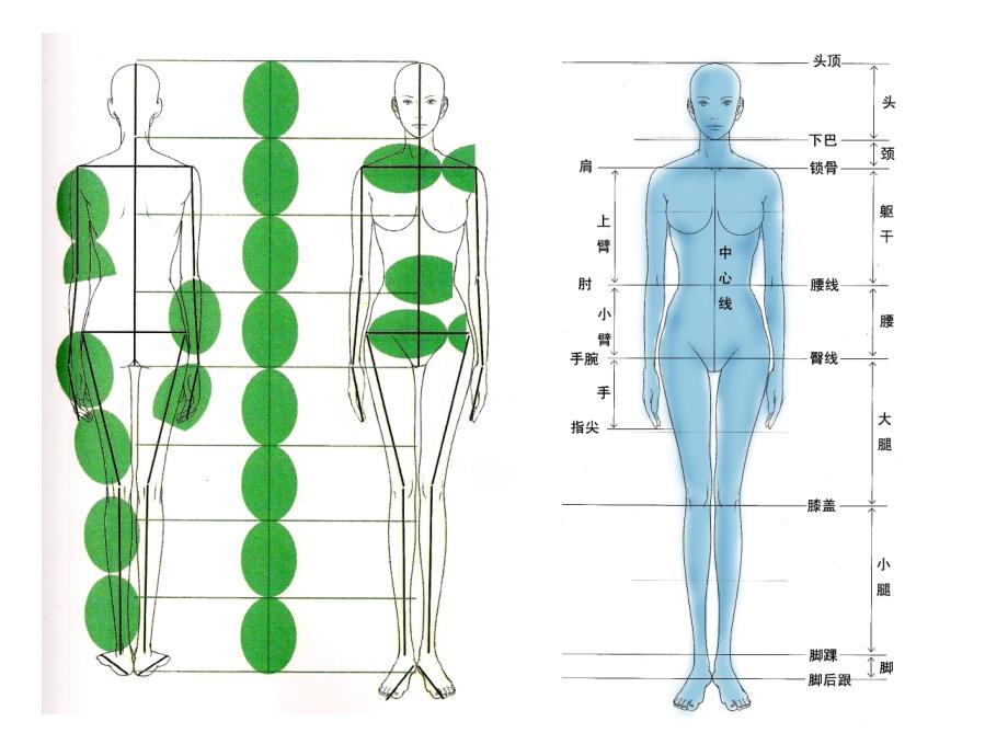 服装画技法绘制人体基本结构与比例资料_第2页