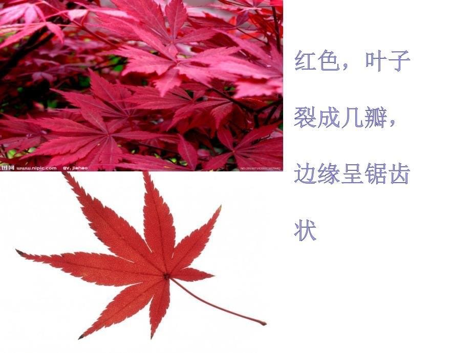 六年级上册科学课件-4.3 多种多样的植物｜教科版 (共16张PPT)_第5页