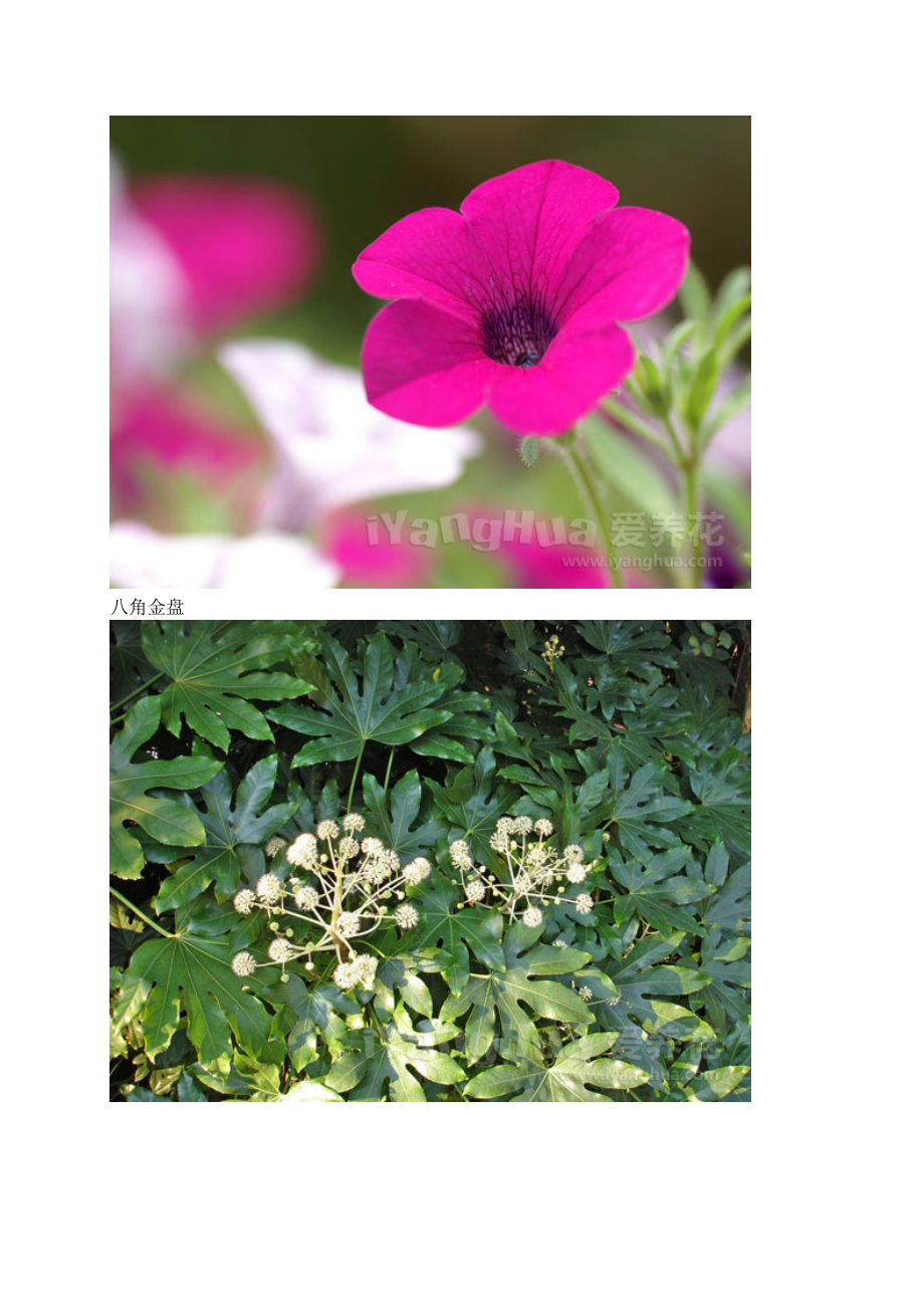 常见花卉名称图片大全.doc_第3页
