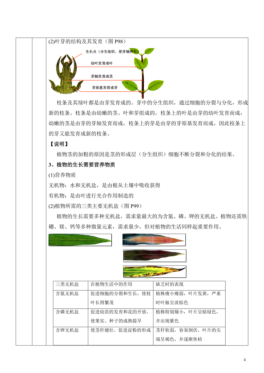 教案-被子植物的一生.doc_第4页