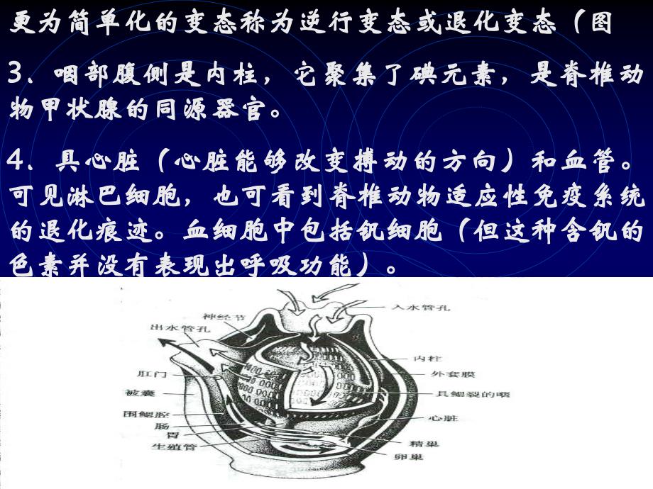 第一节 原索动物之一&mdash;尾索动物亚门（Urochordata）尾索动...的_第3页