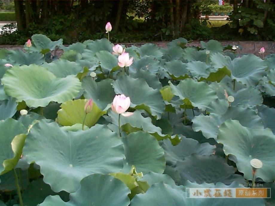 三年级语文人教版下册3. 荷花_第2页