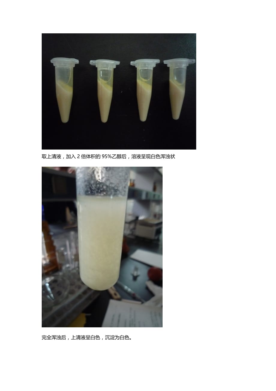 实验七酵母rna的提取及鉴定.doc_第4页