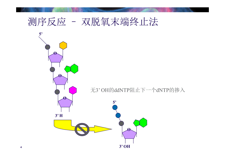 abi测序的基本原理和应用_第4页