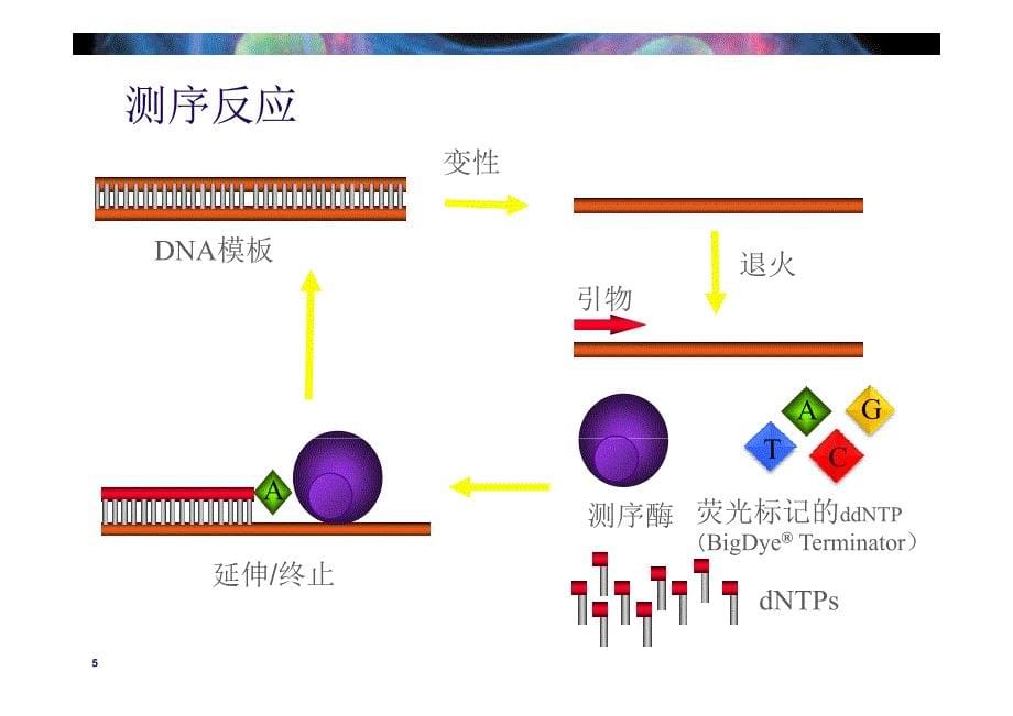 abi测序的基本原理和应用_第5页