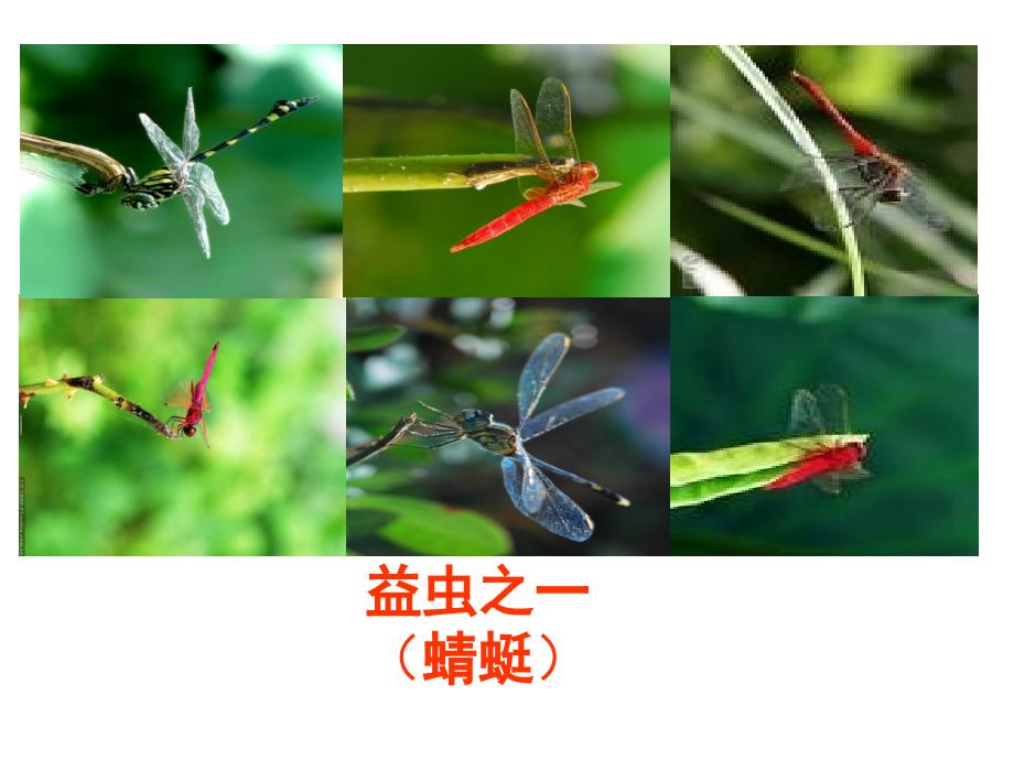 放飞蜻蜓(第二课时).ppt2_第1页