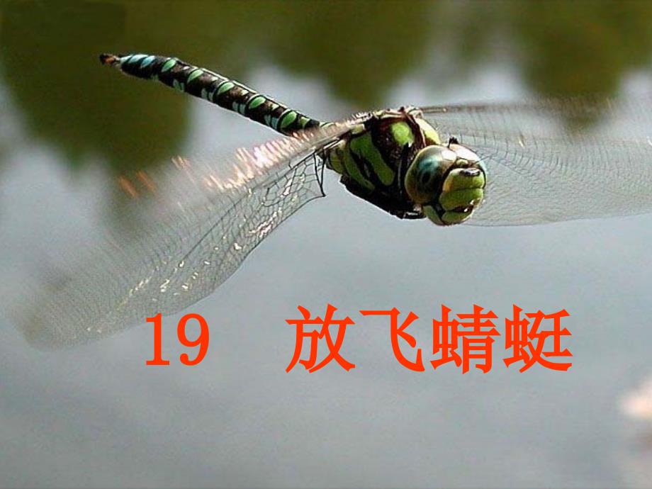 放飞蜻蜓(第二课时).ppt2_第2页