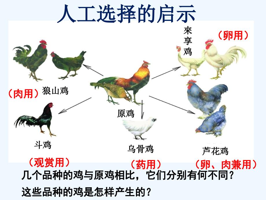 精品课件：原鸡和几个品种的鸡_第1页