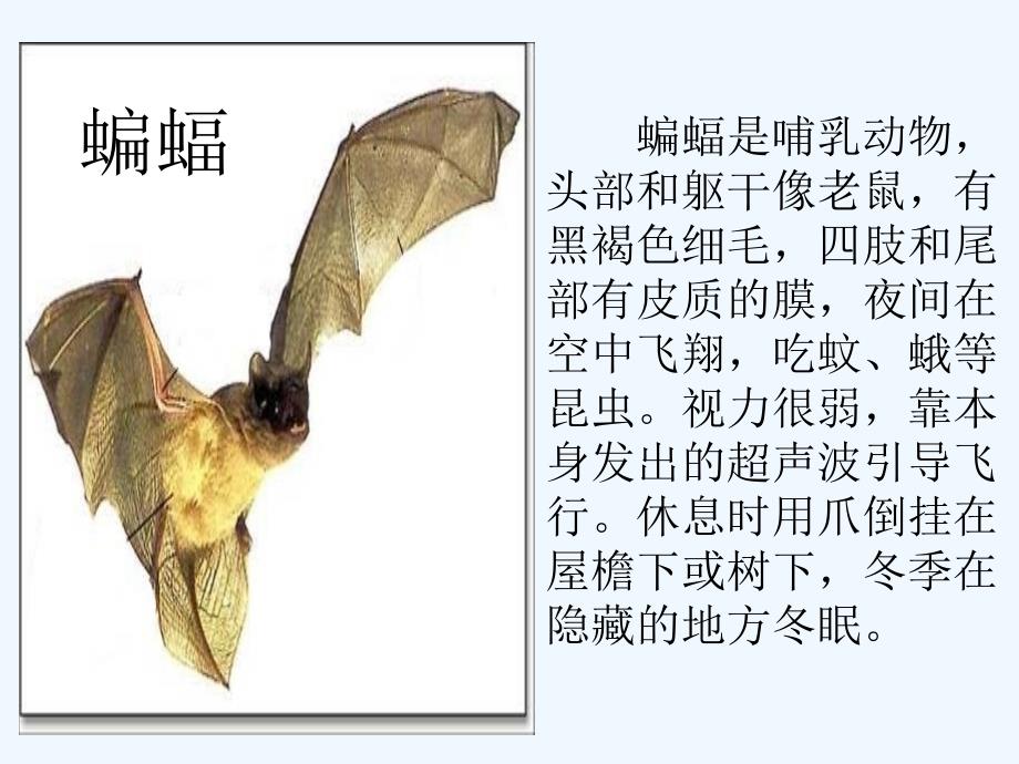 四年级语文下册11 蝙蝠与雷达_第2页
