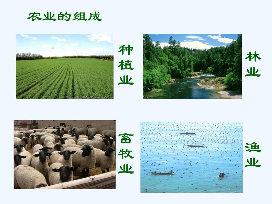 地理人教版八年级上册第二节农业.ppt1_第3页