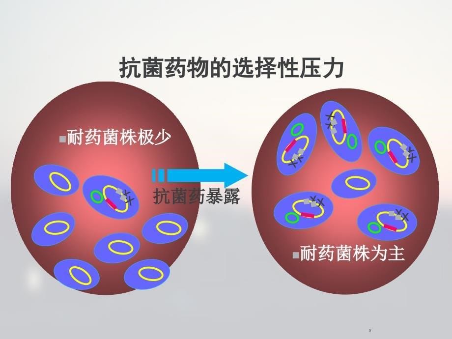 经验性抗感染治疗策略_第5页