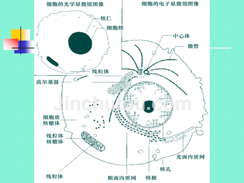 生物专题细胞生物学研究方法_第5页