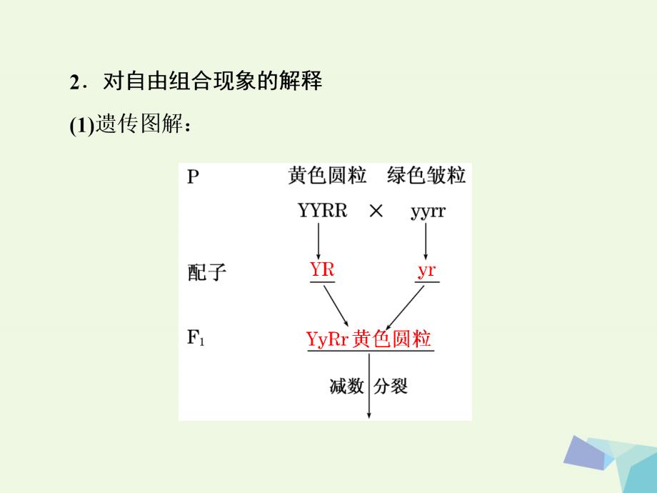 2017高中生物 第1章 遗传因子的发现 第2节 孟德尔的豌豆杂交实验（二）课件 新人教版必修2_第3页